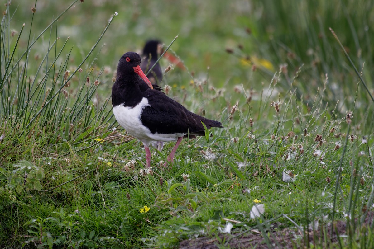 Eurasian Oystercatcher - ML639020320