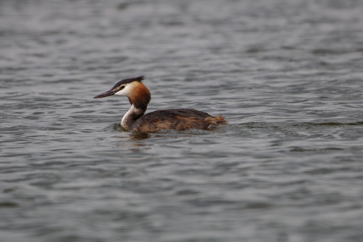 Great Crested Grebe - ML639020329