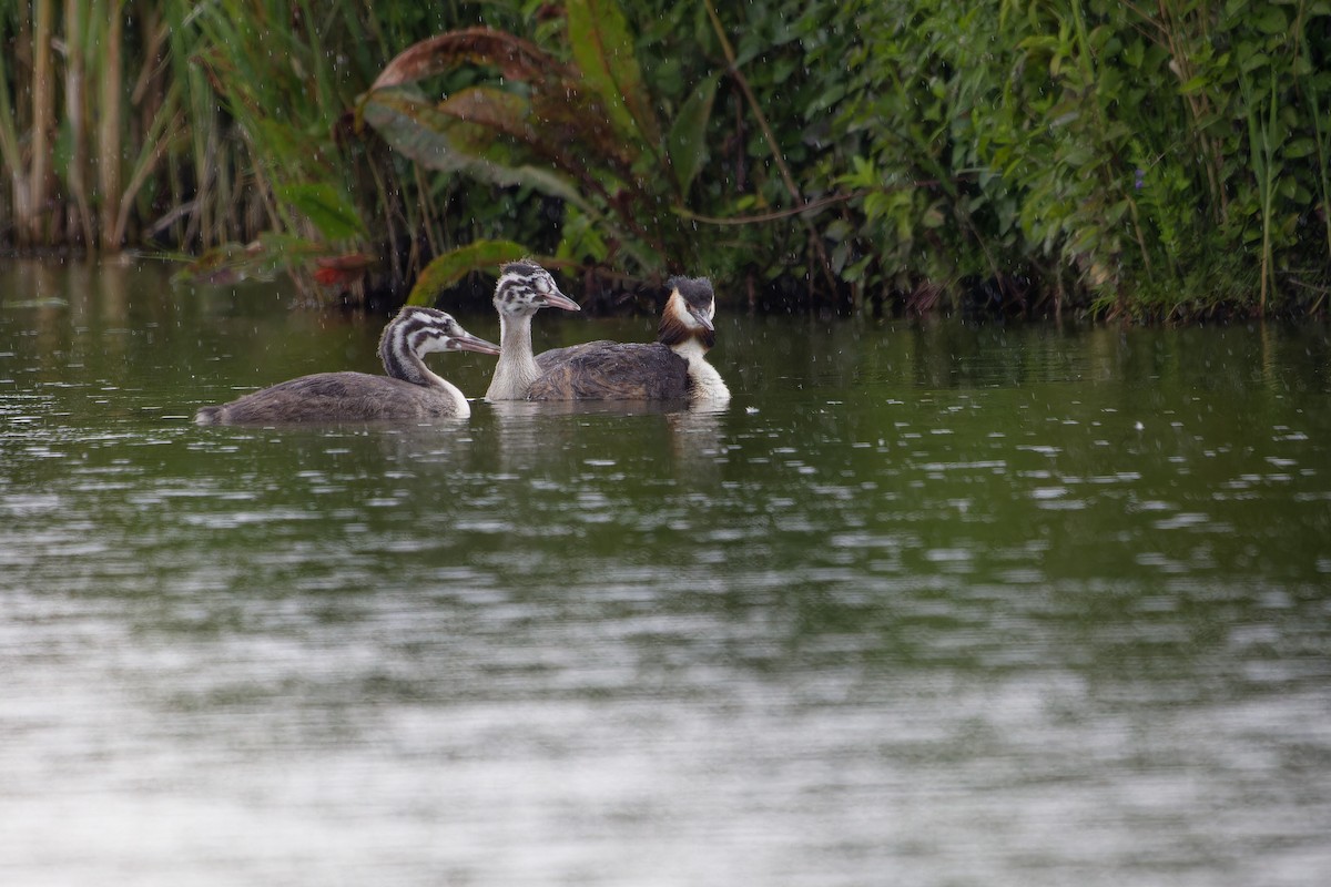 Great Crested Grebe - ML639020331