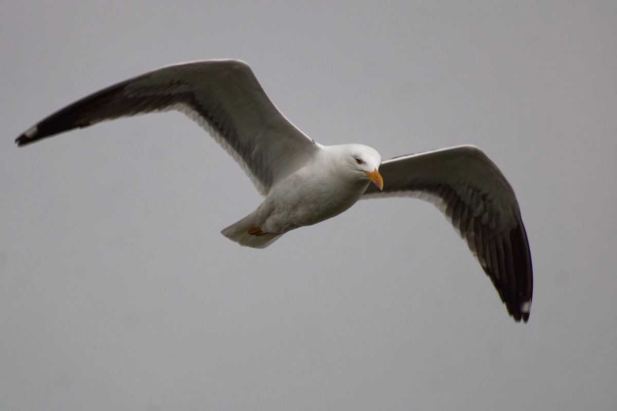 Lesser Black-backed Gull - ML639020332