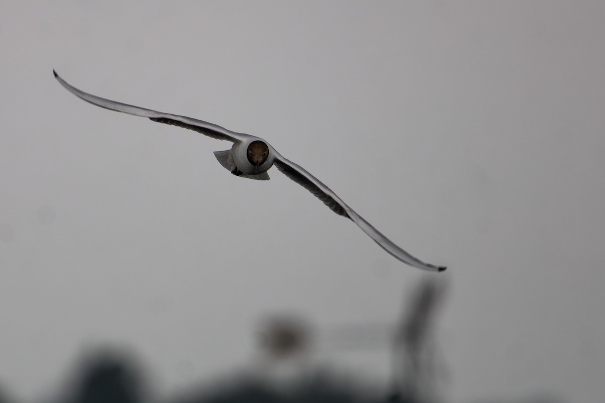 Black-headed Gull - ML639020336