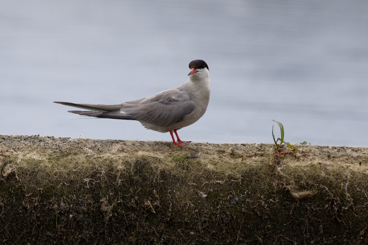 Common Tern - ML639020339