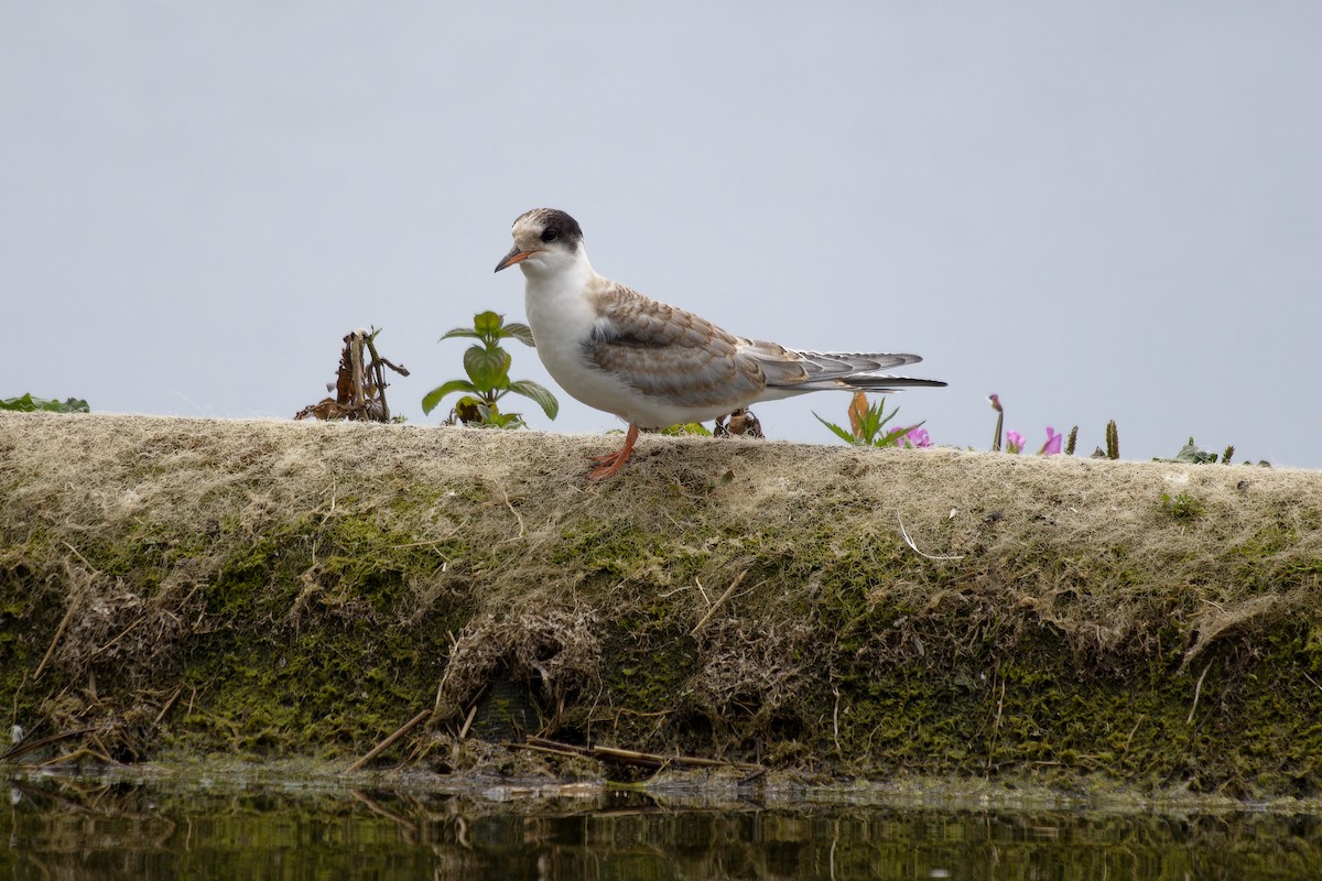 Common Tern - ML639020340