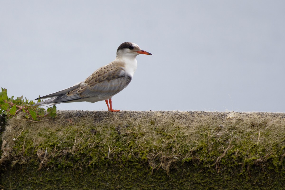 Common Tern - ML639020341