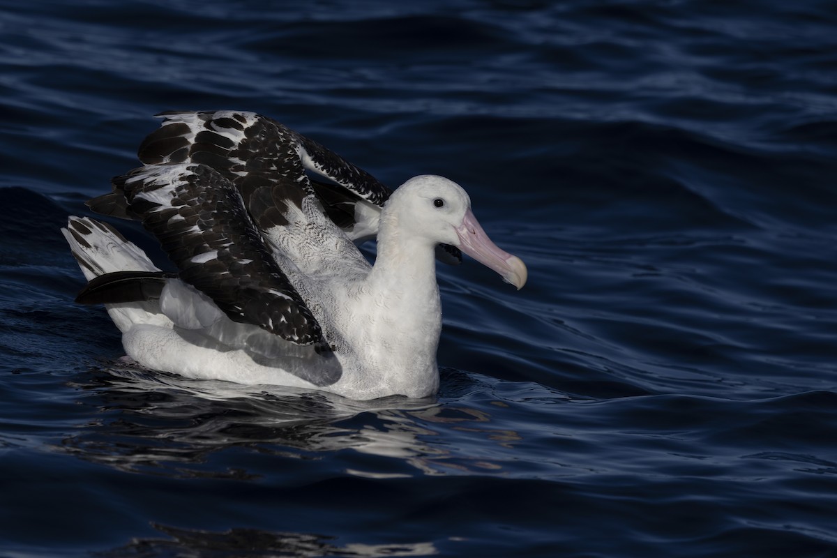 Antipodean Albatross (Gibson's) - ML639020344