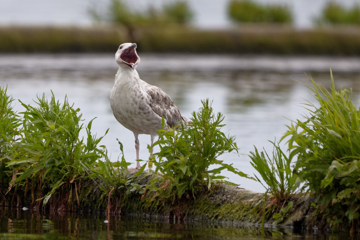 Caspian Gull - ML639020345