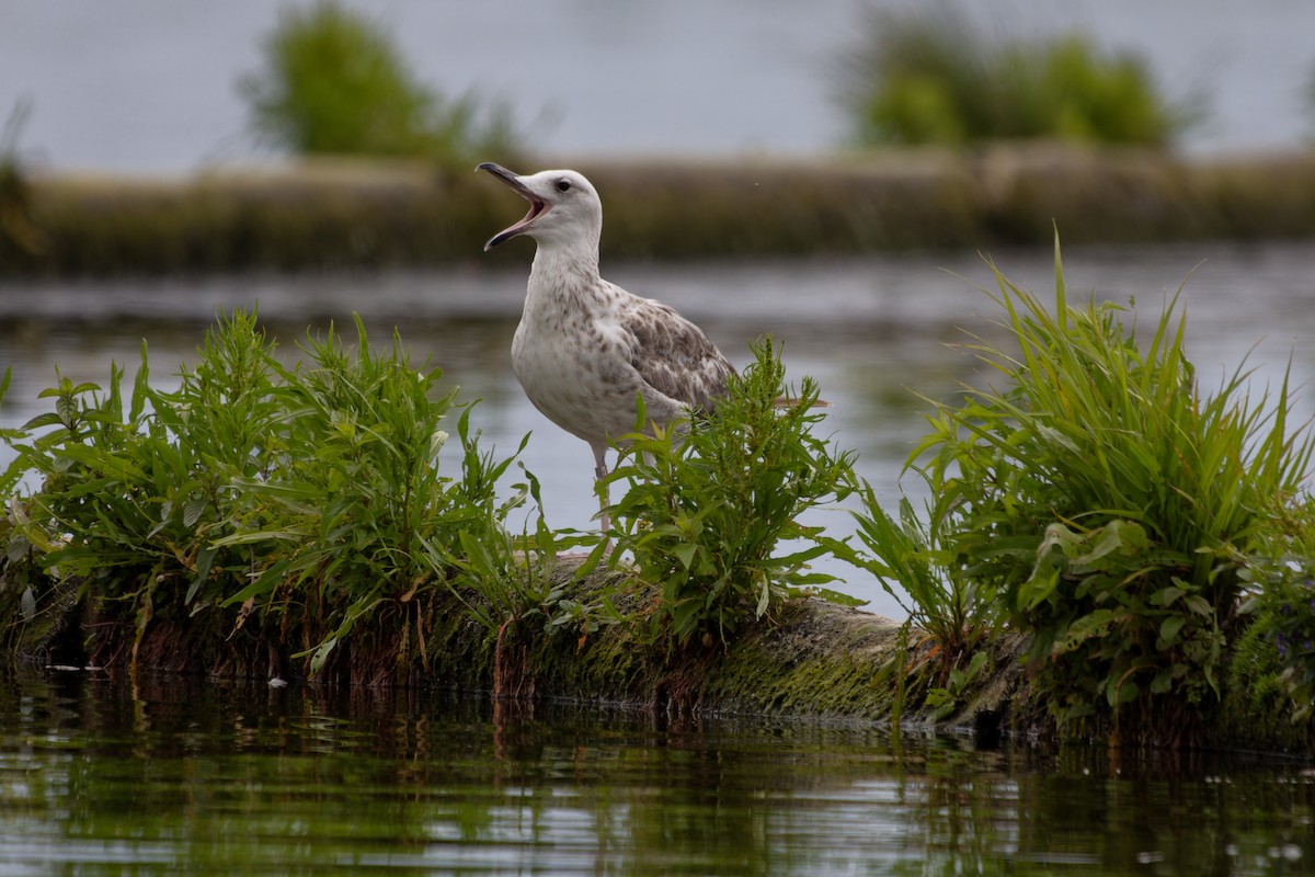 Caspian Gull - ML639020346
