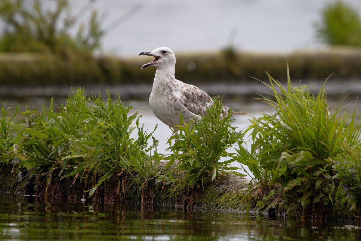 Caspian Gull - ML639020347