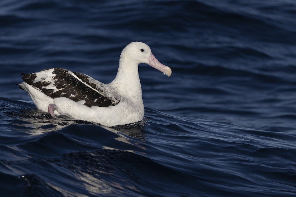 Antipodean Albatross (Gibson's) - ML639020349