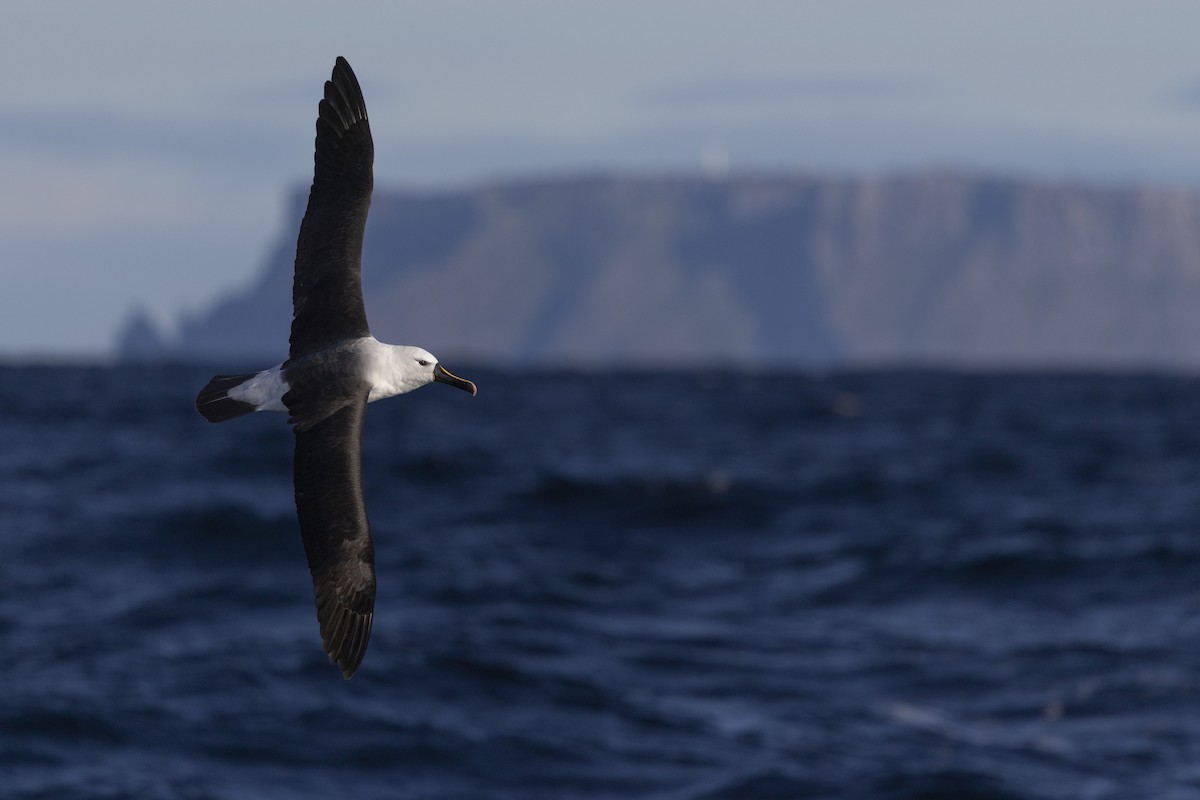 Indian Yellow-nosed Albatross - ML639020350