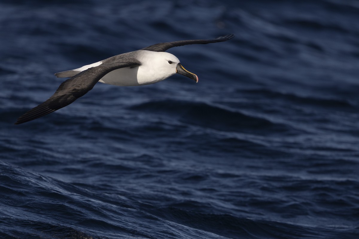 Indian Yellow-nosed Albatross - ML639020352