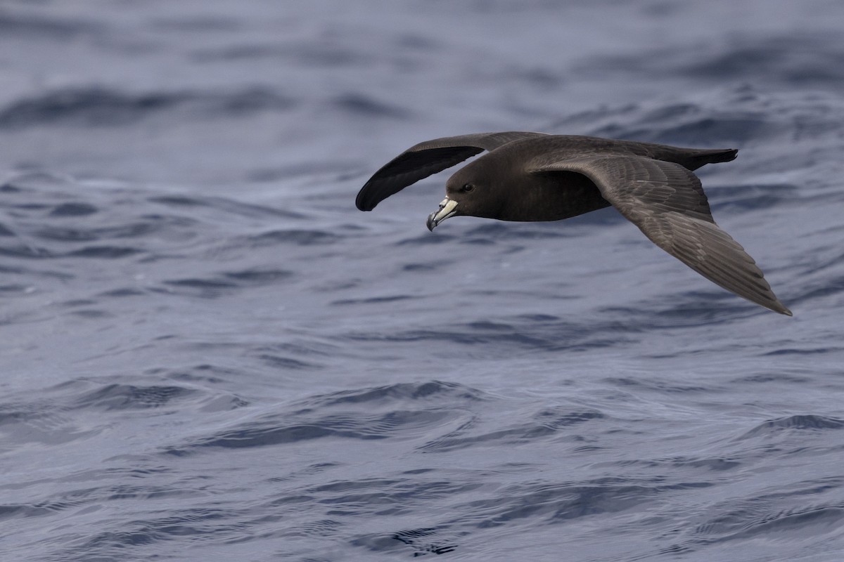 Westland Petrel - ML639020367