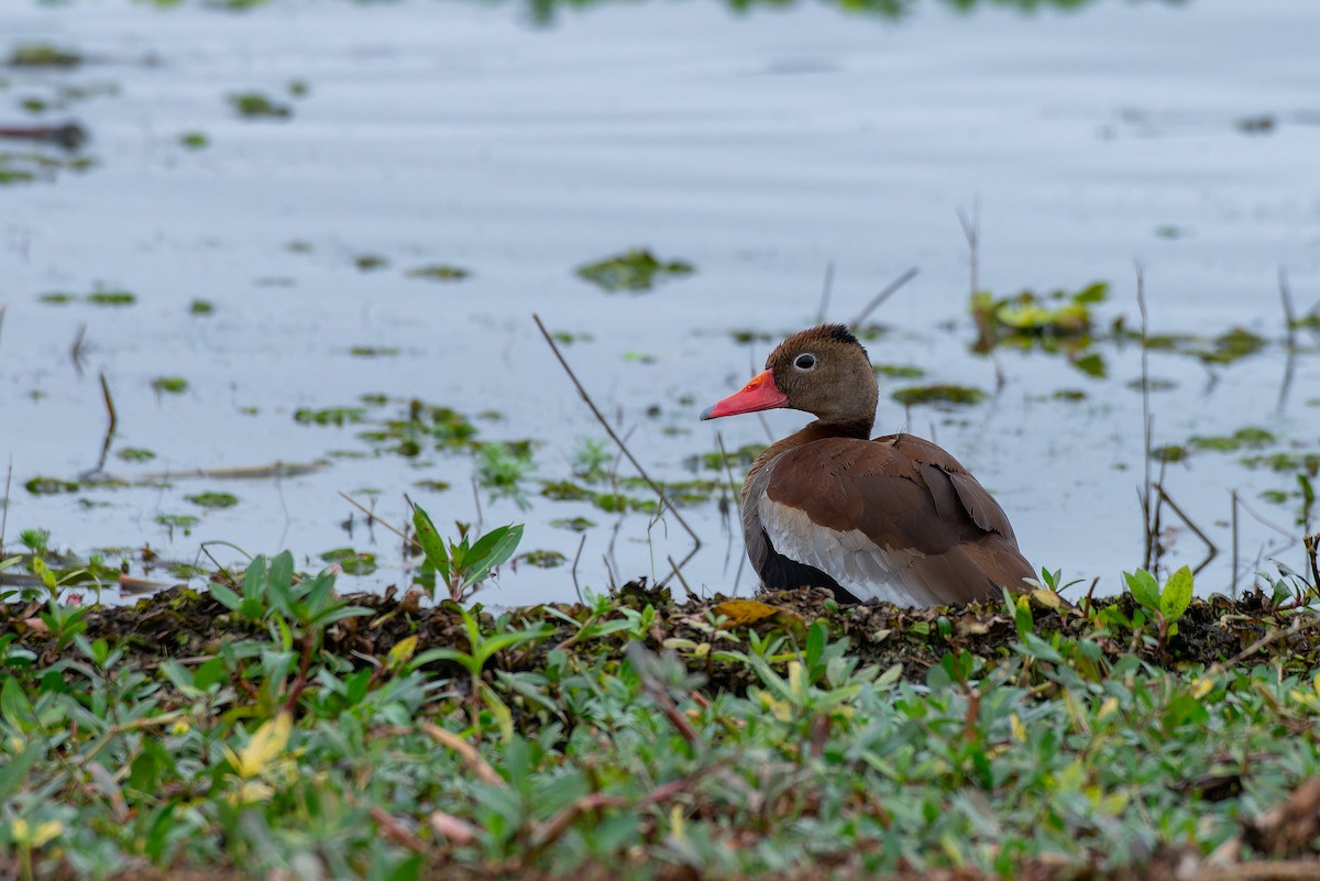 Black-bellied Whistling-Duck - ML639020442
