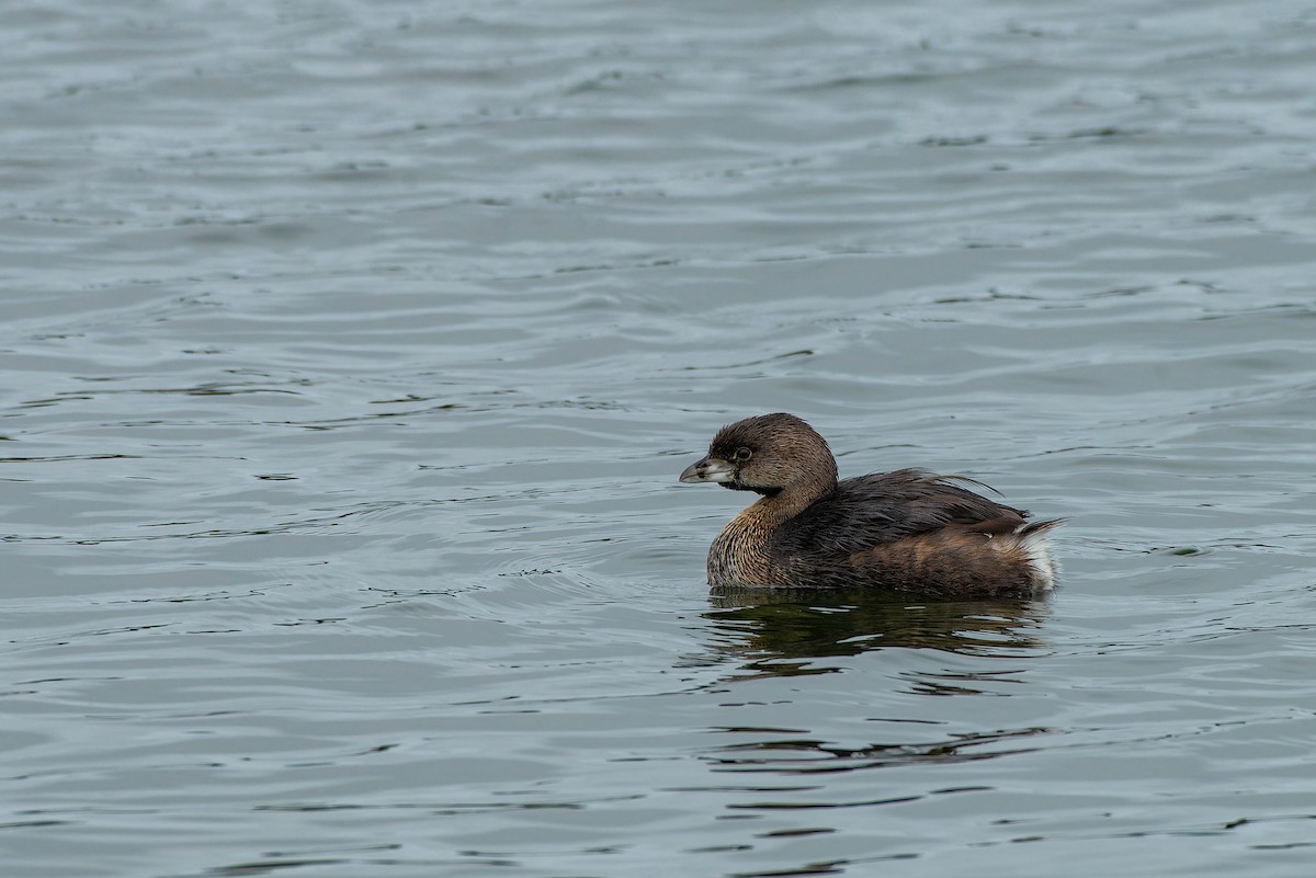 Pied-billed Grebe - ML639020449