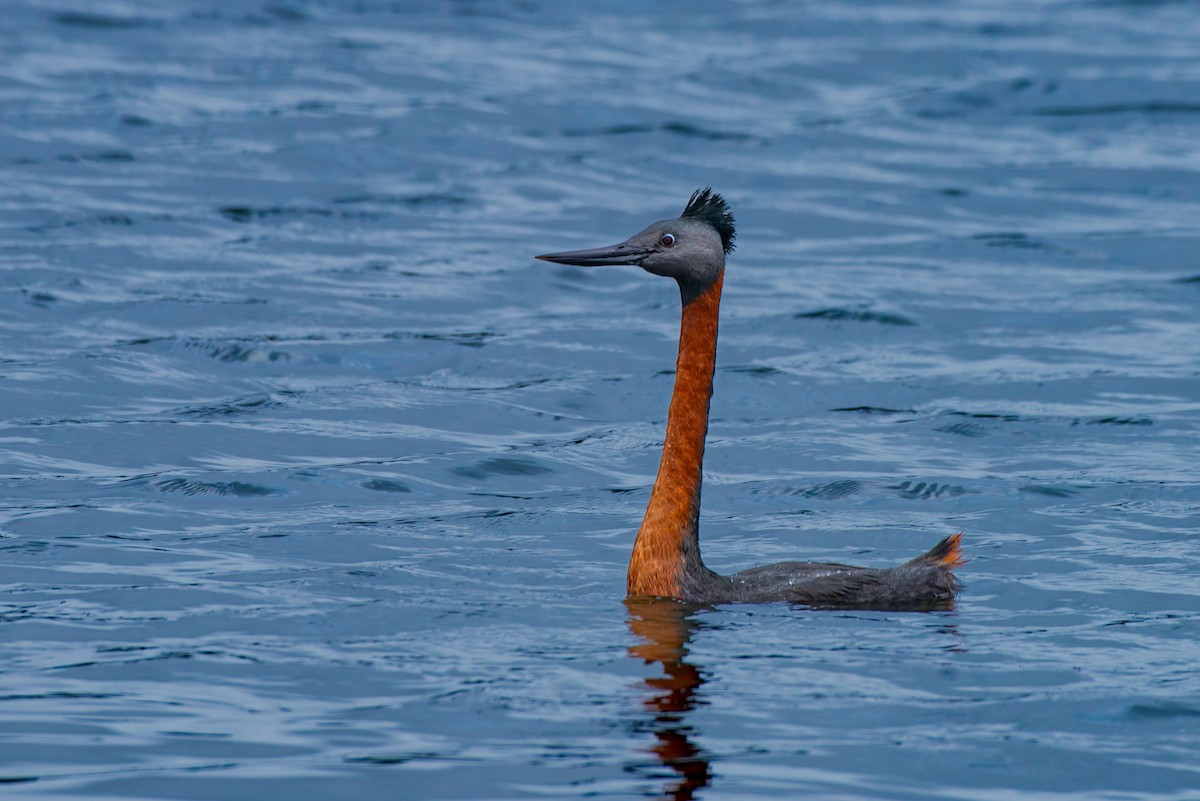 Great Grebe - ML639020460