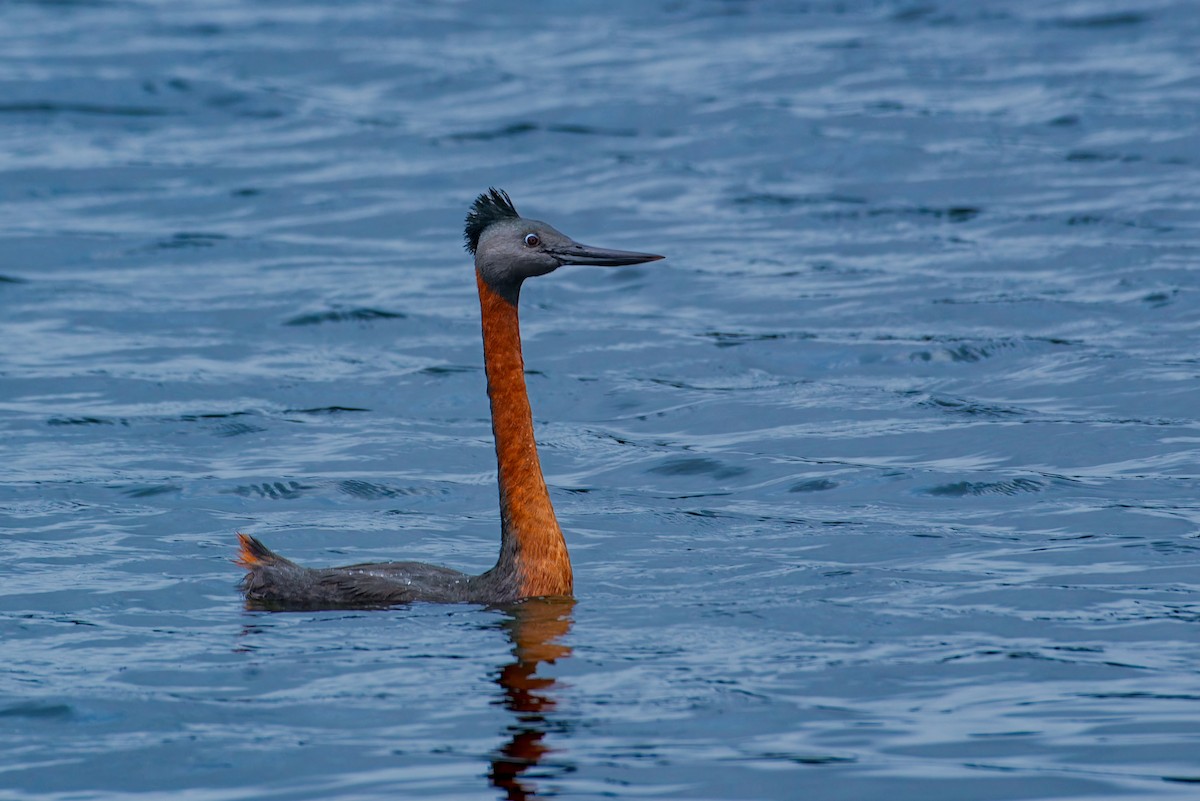 Great Grebe - ML639020461