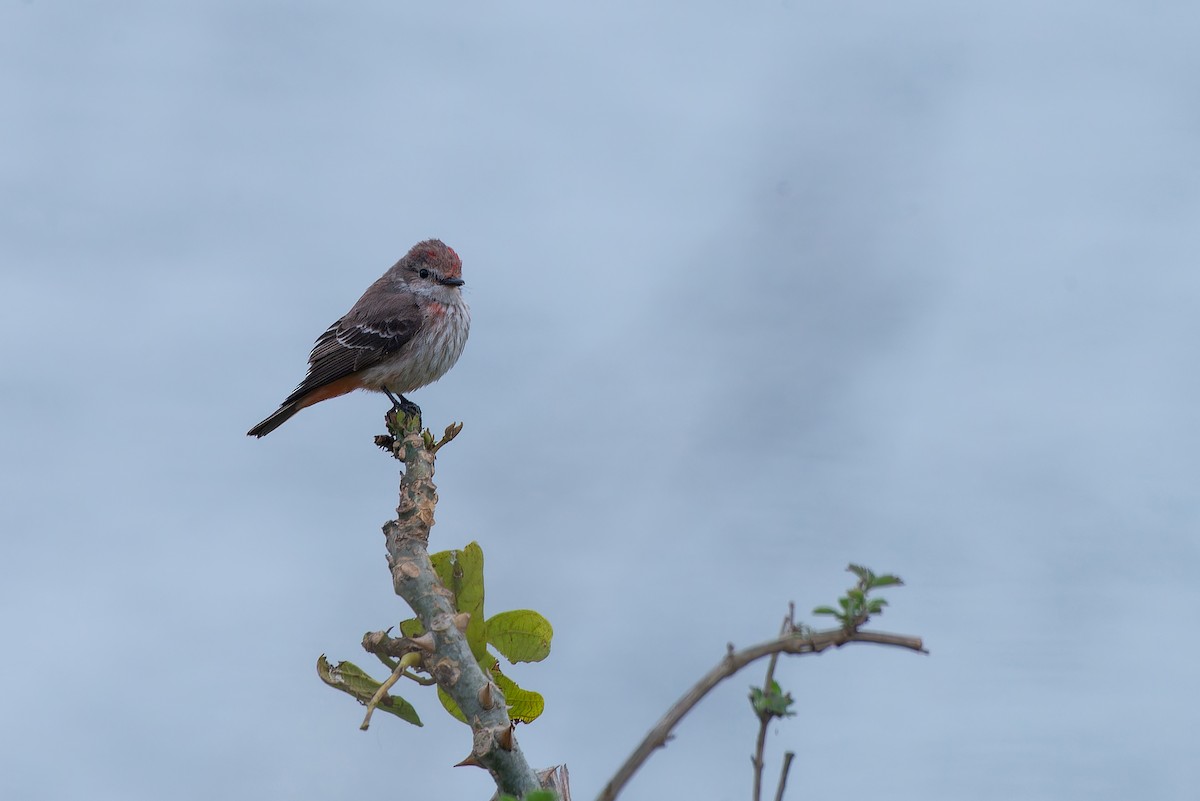 Vermilion Flycatcher - ML639020475