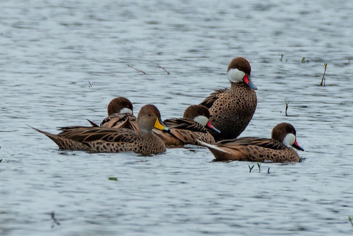 Yellow-billed Pintail - ML639020485