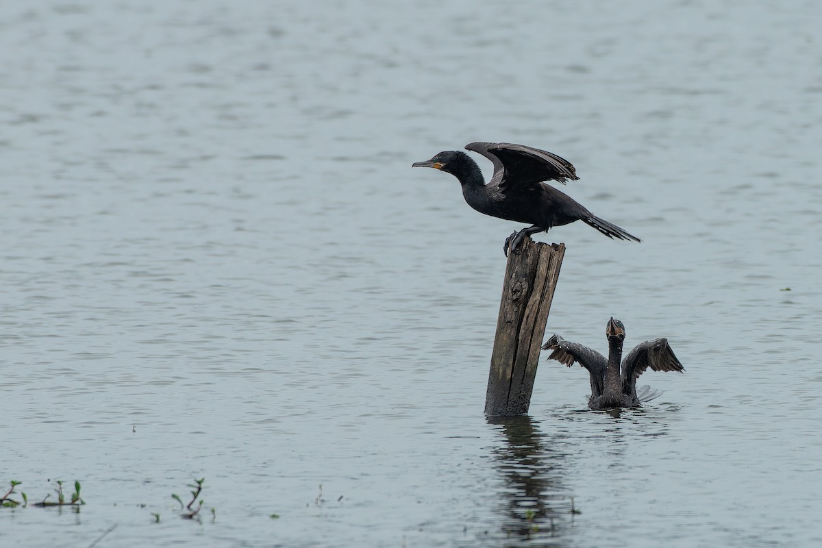 Neotropic Cormorant - ML639020493