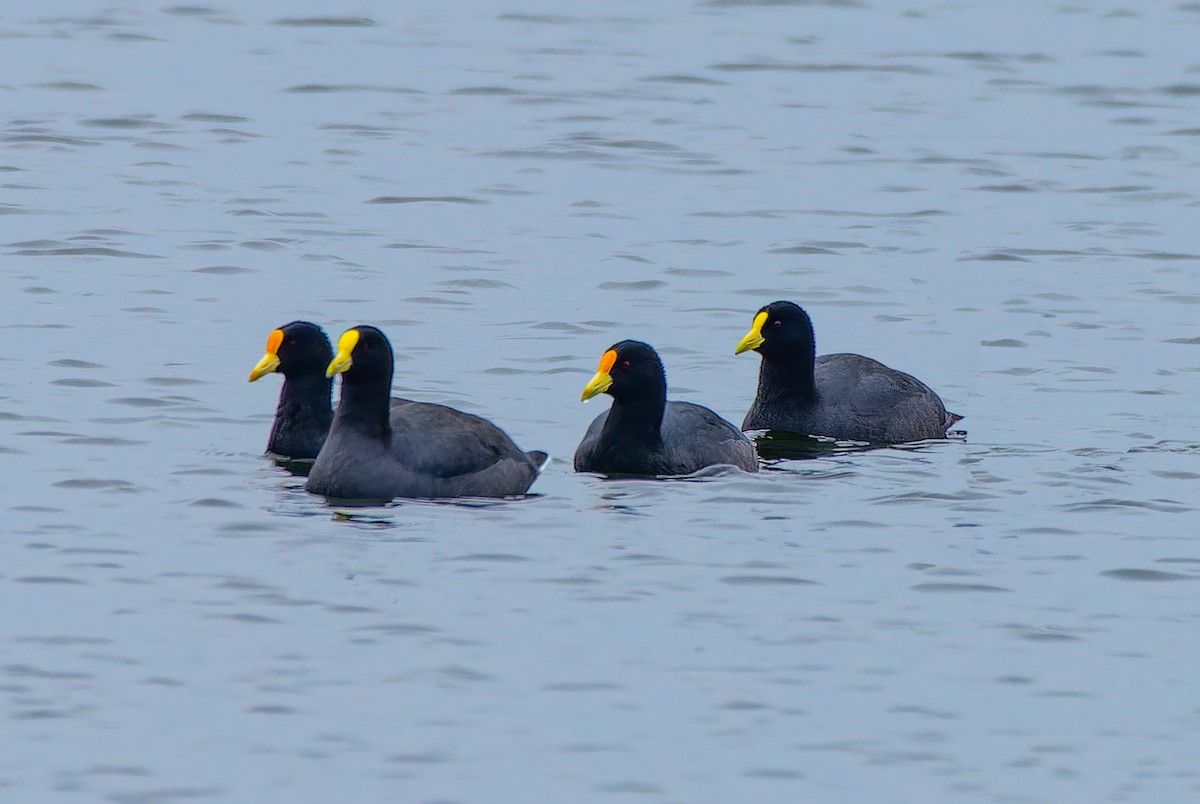 White-winged Coot - ML639020506
