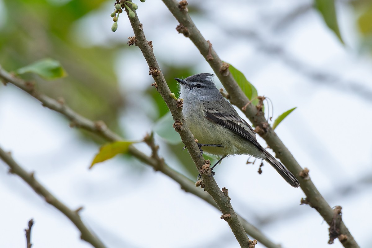 White-crested Tyrannulet - ML639020515