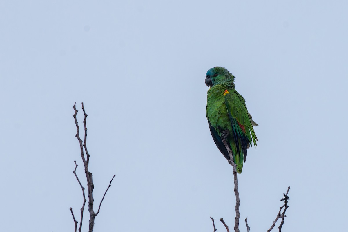Turquoise-fronted Amazon - ML639020525