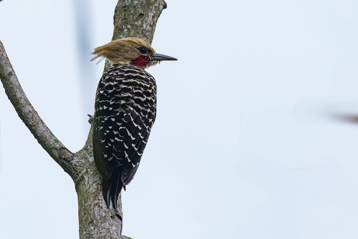Blond-crested Woodpecker - ML639020533