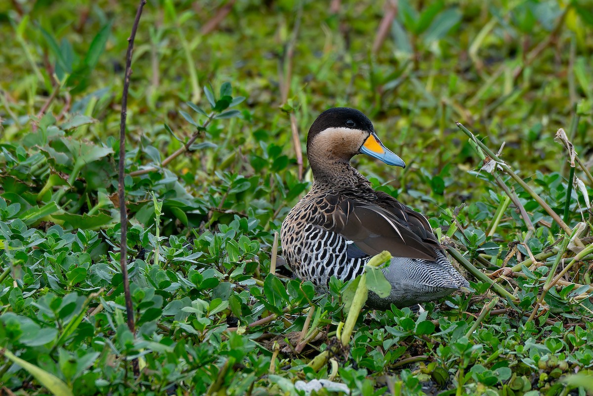 Silver Teal - ML639020545