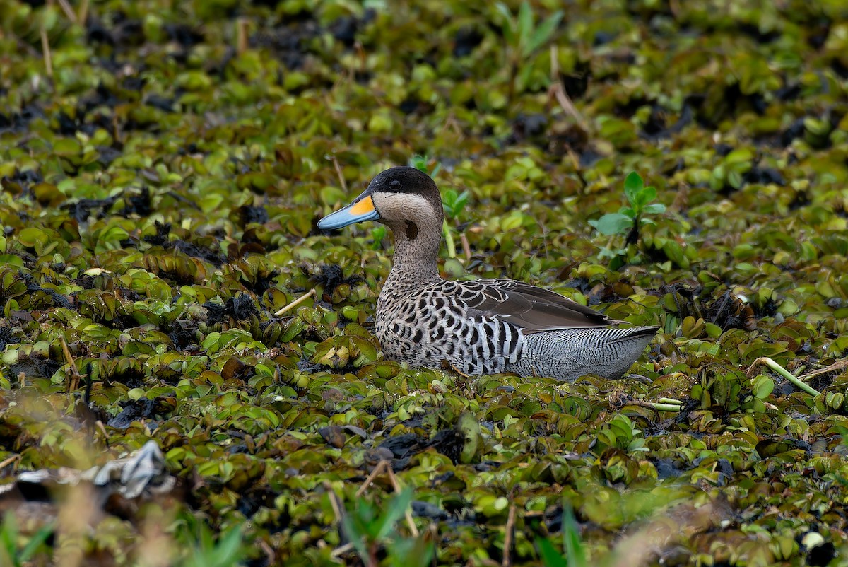 Silver Teal - ML639020547