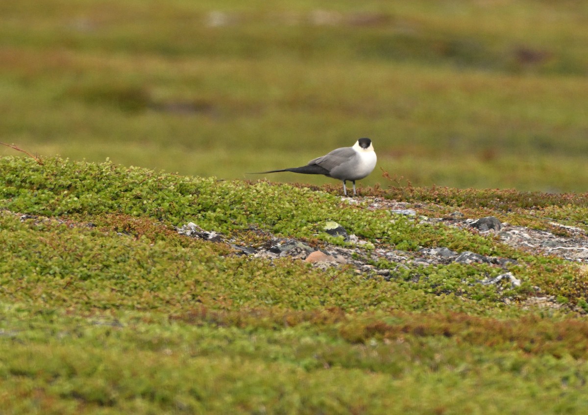 Урт сүүлт хайлгана - ML639020596