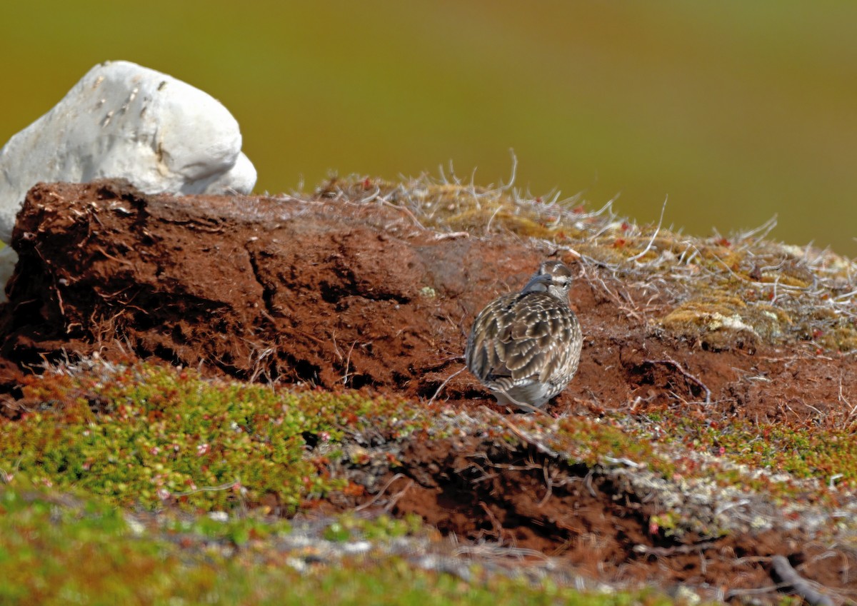 Eurasian Whimbrel - ML639020635