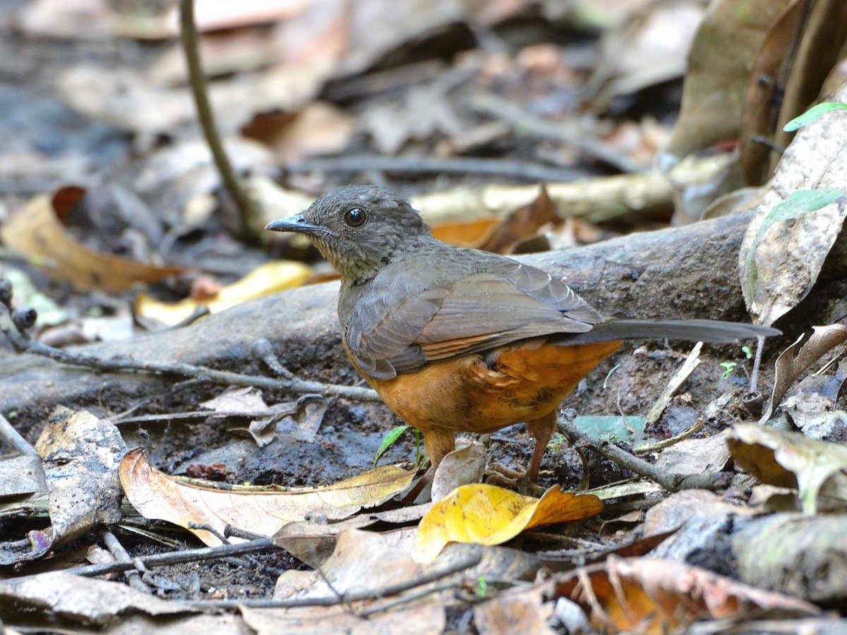 White-tailed Ant-Thrush - ML639020642