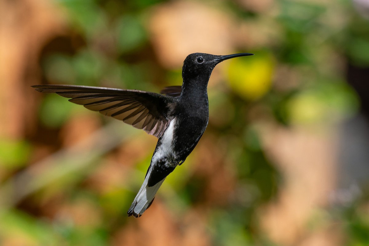 Black Jacobin - ML639020649