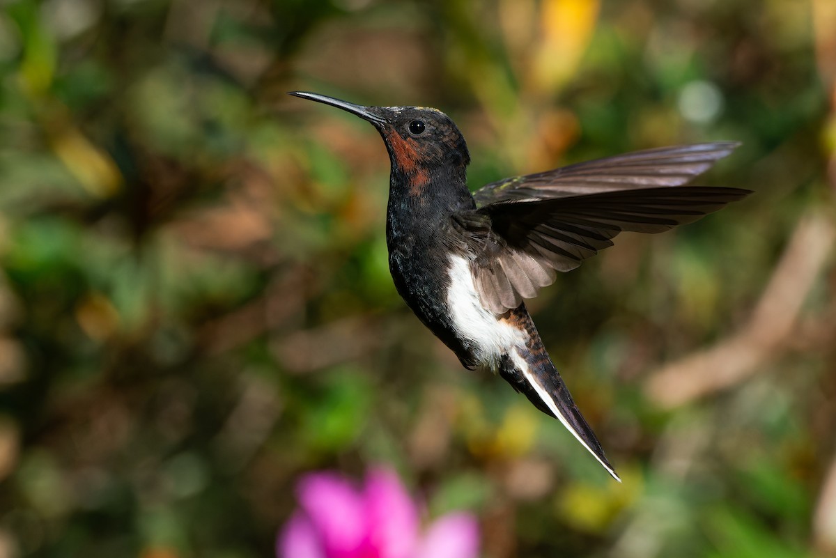 Black Jacobin - ML639020650