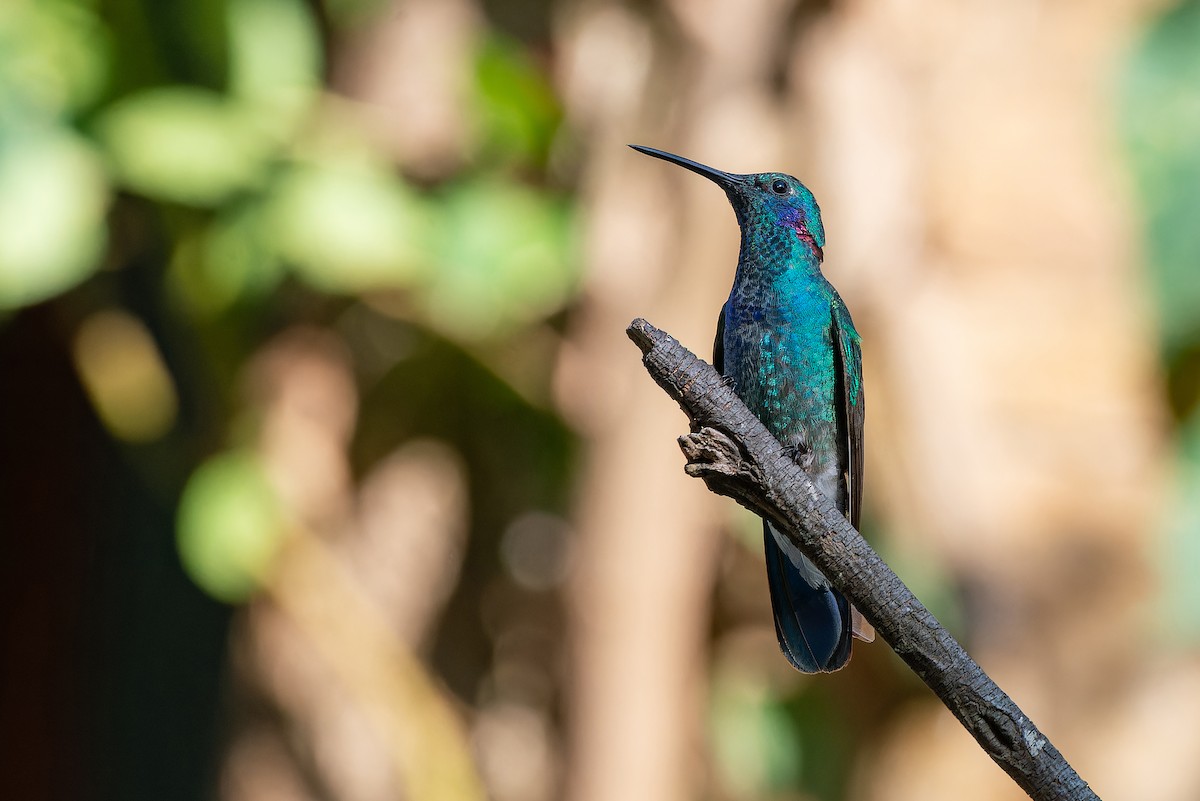 White-vented Violetear - ML639020656