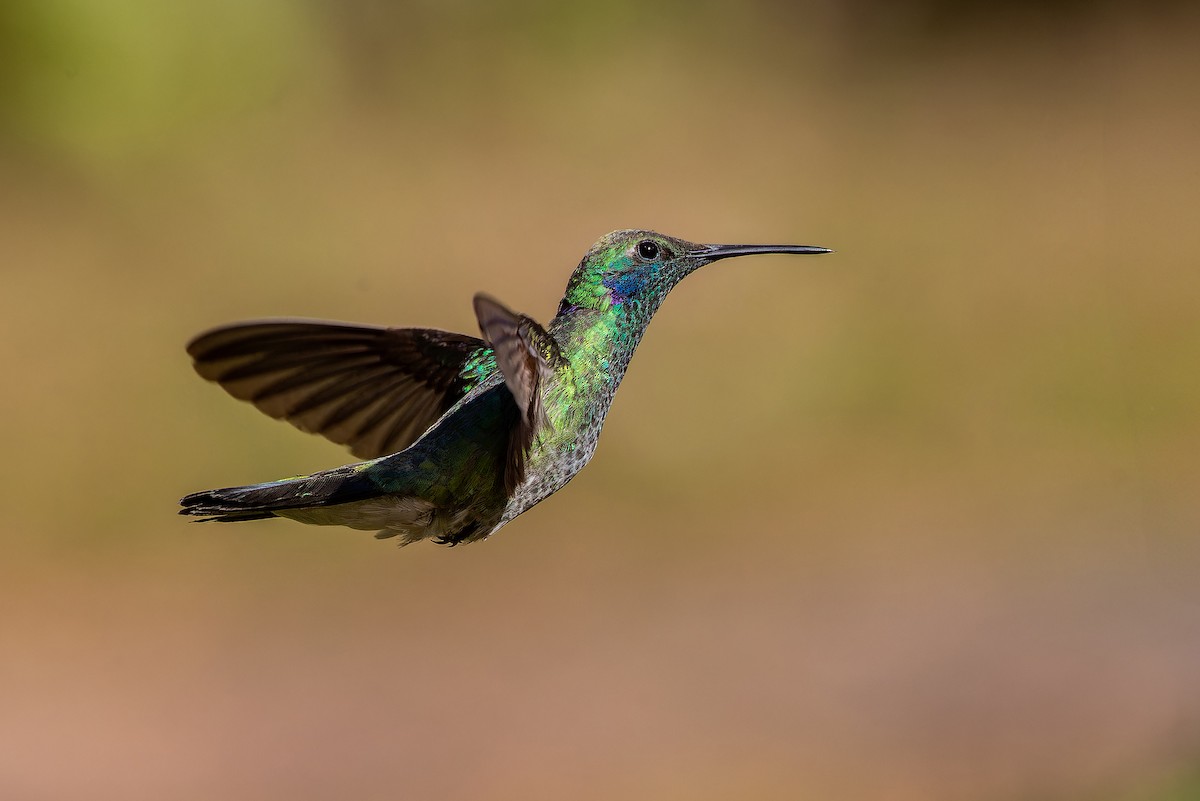 White-vented Violetear - ML639020657