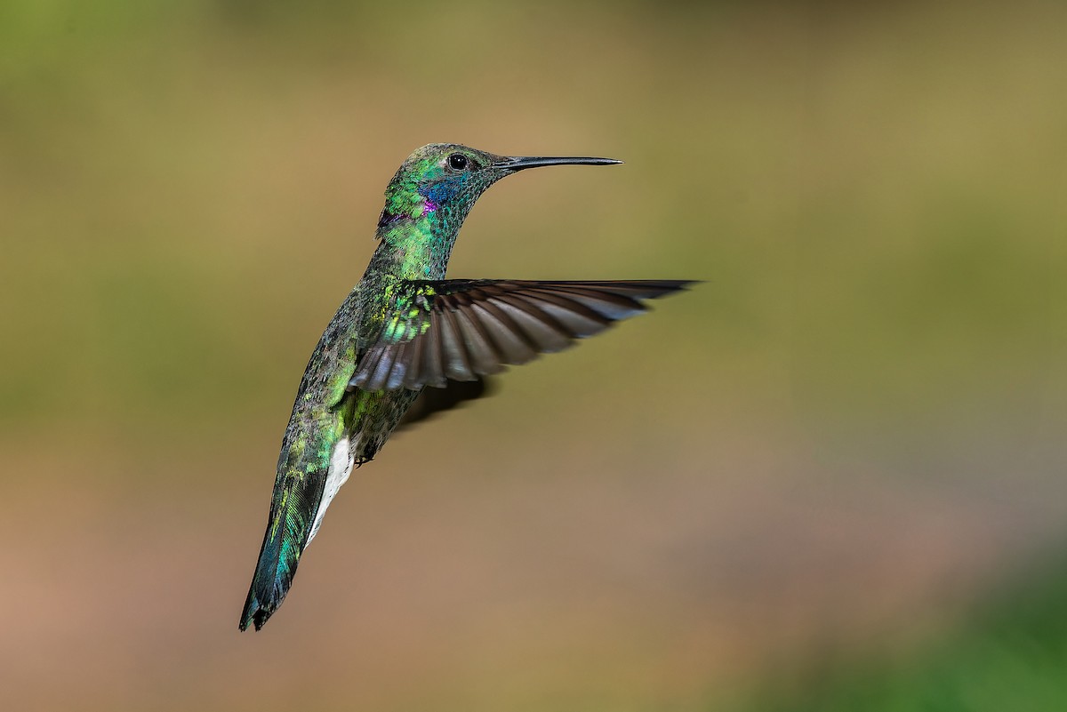 White-vented Violetear - ML639020659