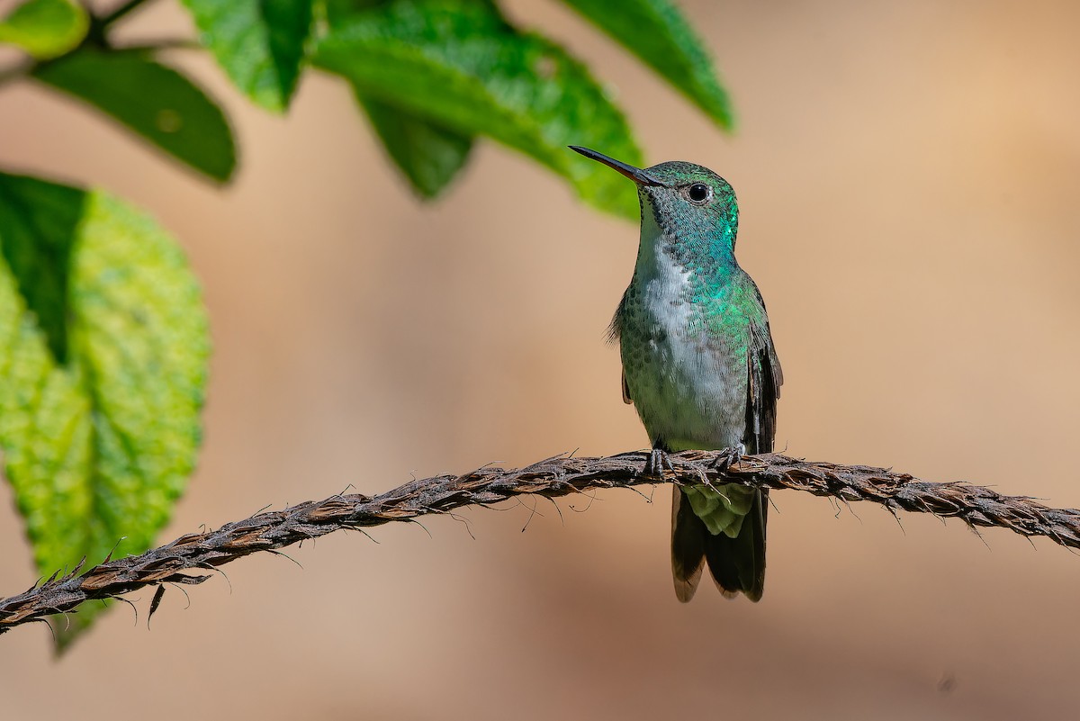 Versicolored Emerald (Versicolored) - ML639020663