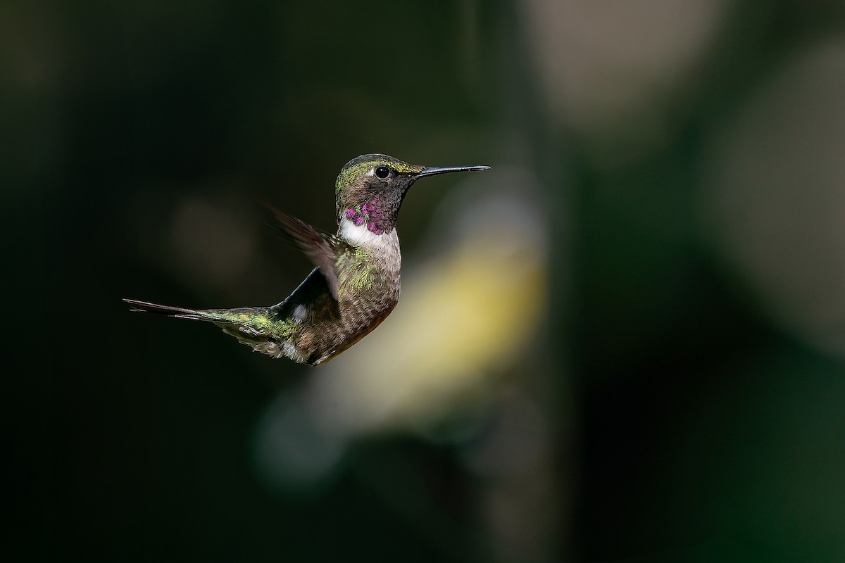 Amethyst Woodstar - ML639020674