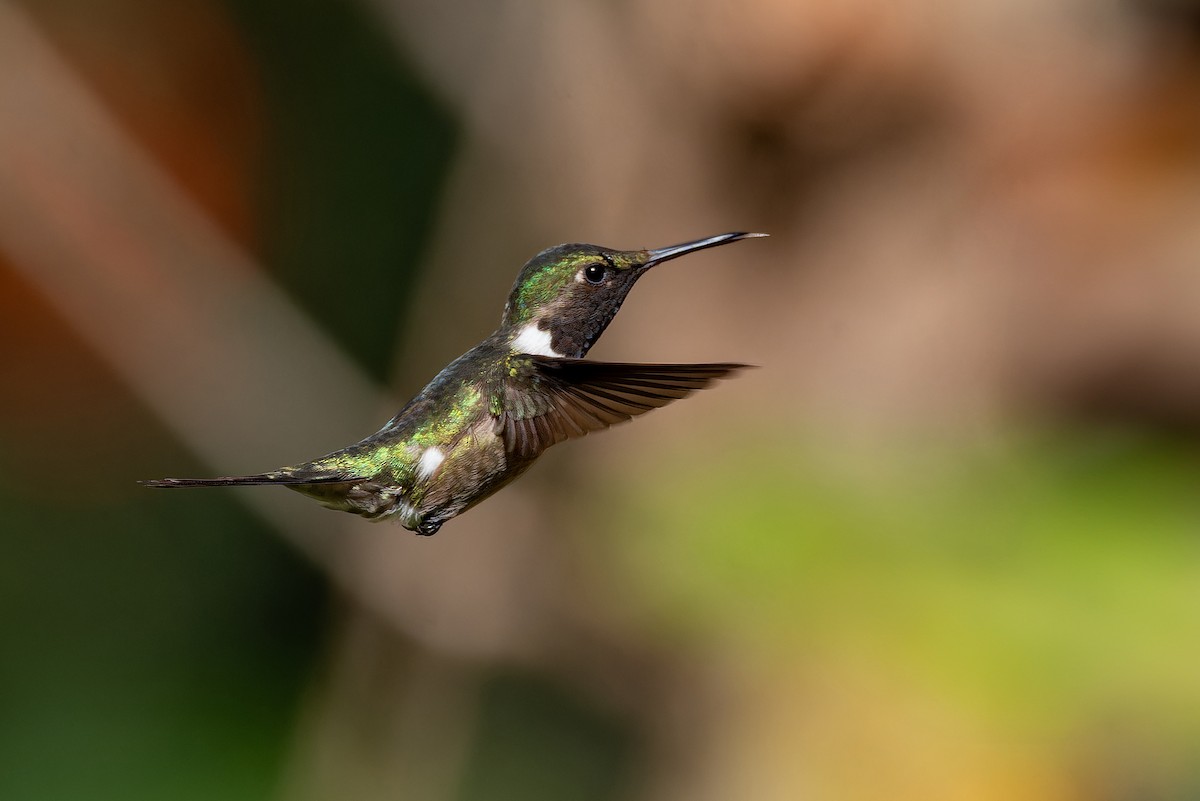 Amethyst Woodstar - ML639020675