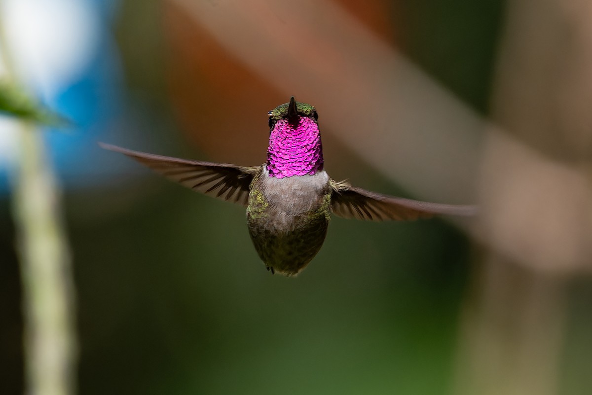 Amethyst Woodstar - ML639020676