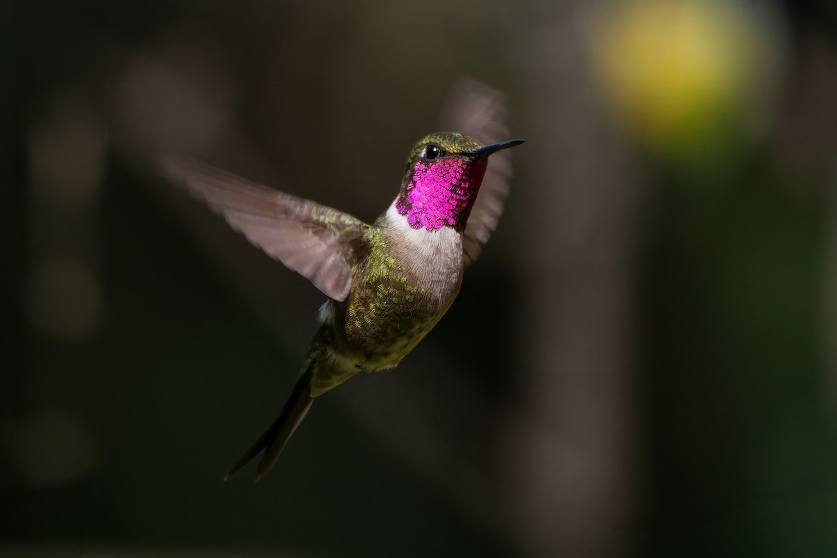 Amethyst Woodstar - ML639020677