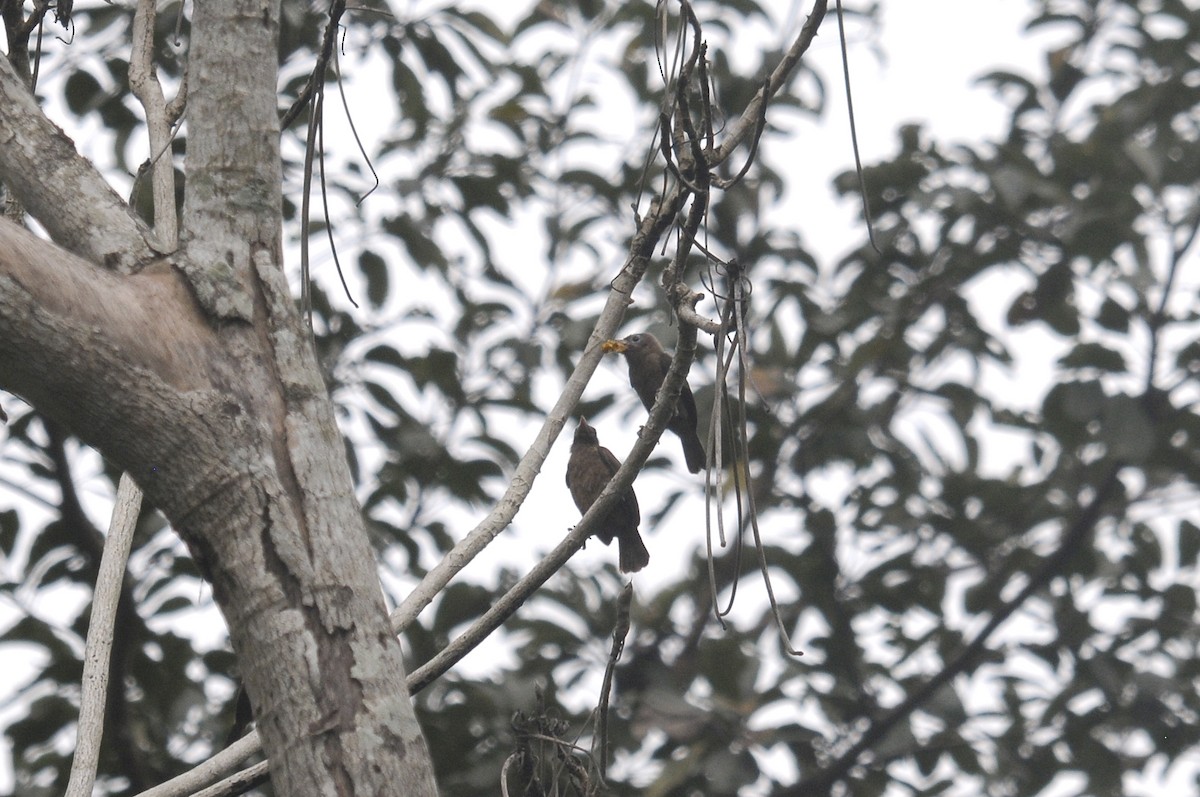 Naked-faced Barbet (Naked-faced) - ML639020678