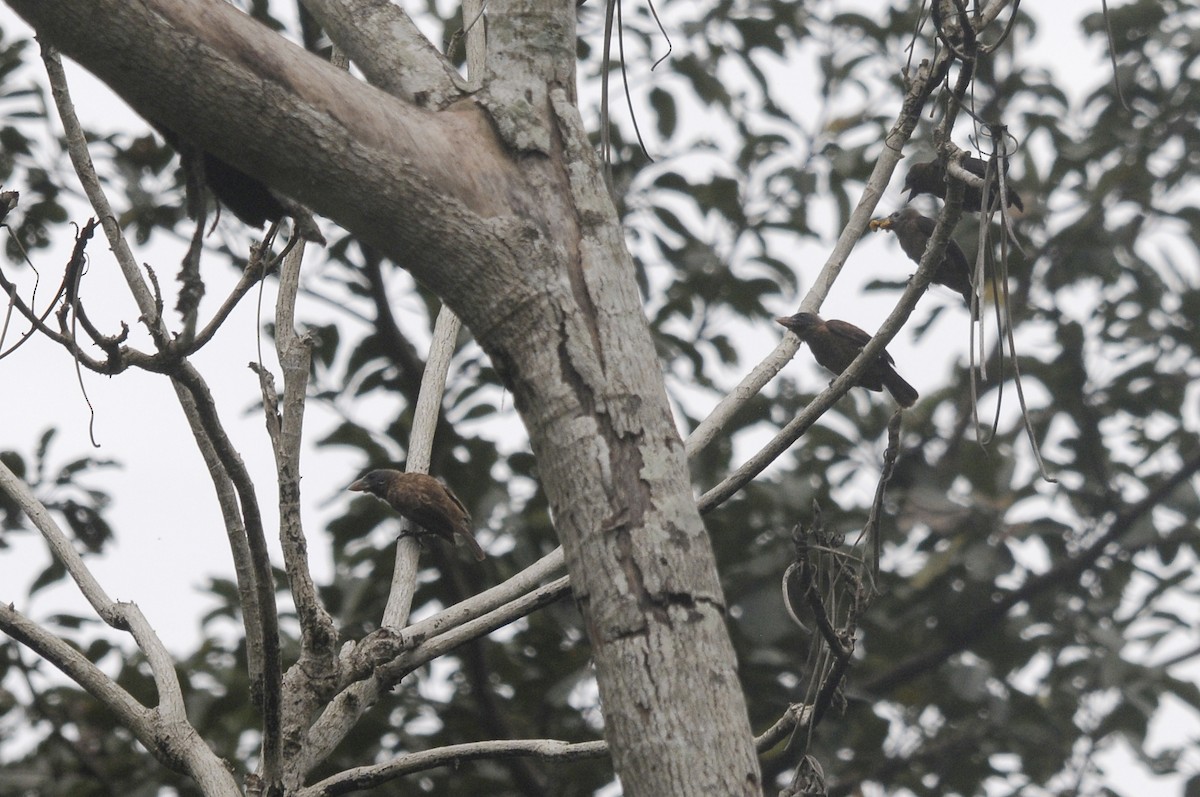 Naked-faced Barbet (Naked-faced) - ML639020679