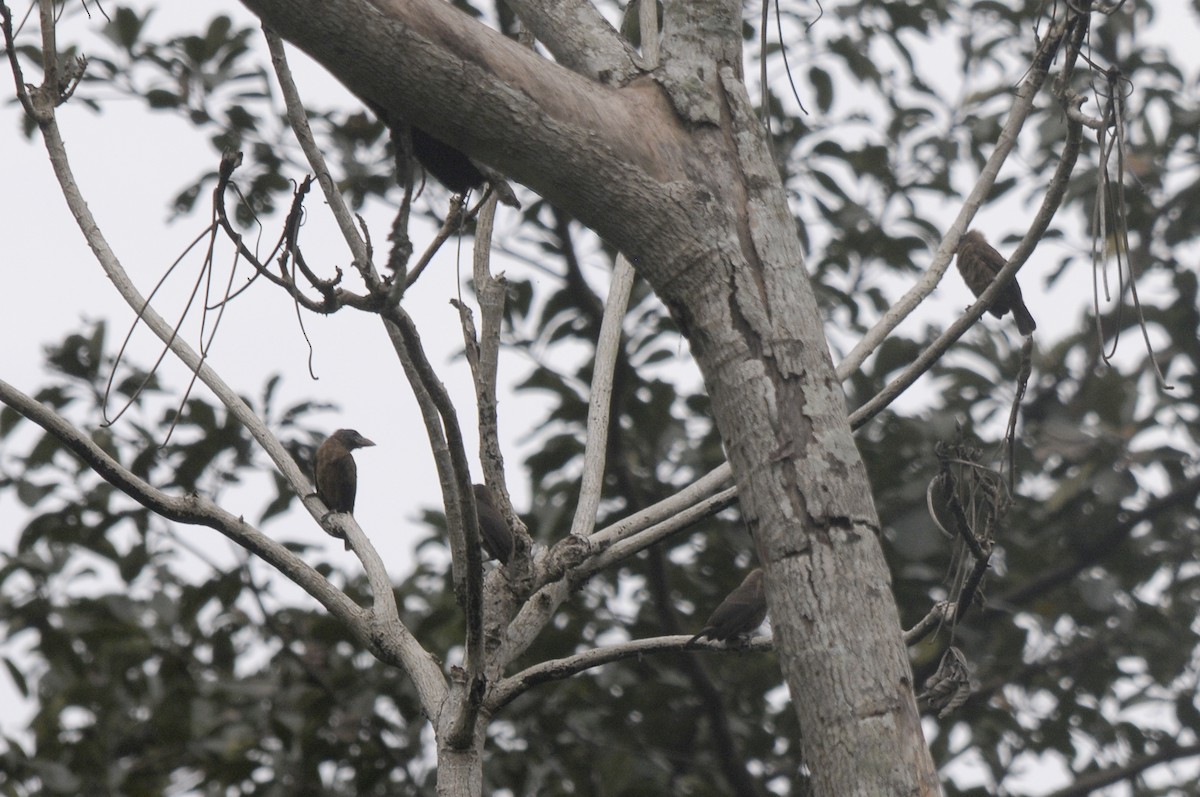 Naked-faced Barbet (Naked-faced) - ML639020680