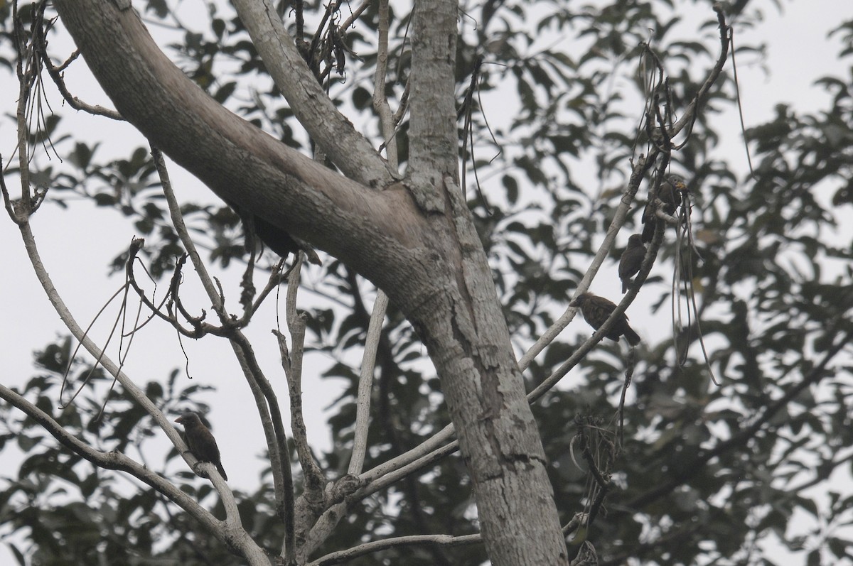 Naked-faced Barbet (Naked-faced) - ML639020681