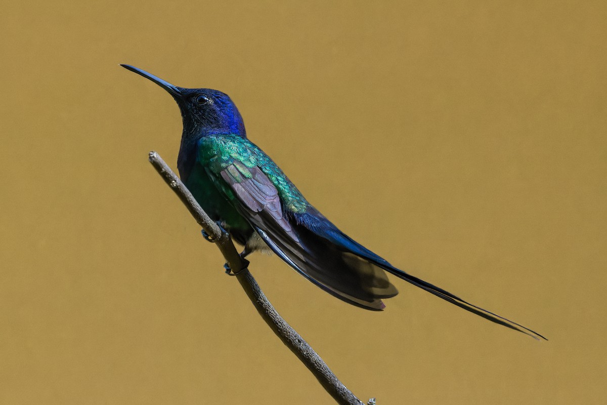 Swallow-tailed Hummingbird - ML639020684