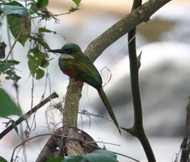 Jacamar à queue rousse - ML639020745