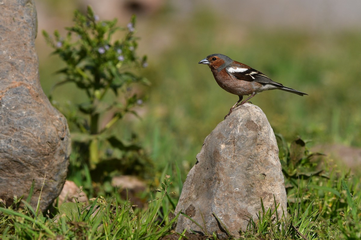 Дуулгат бужирга - ML639020777