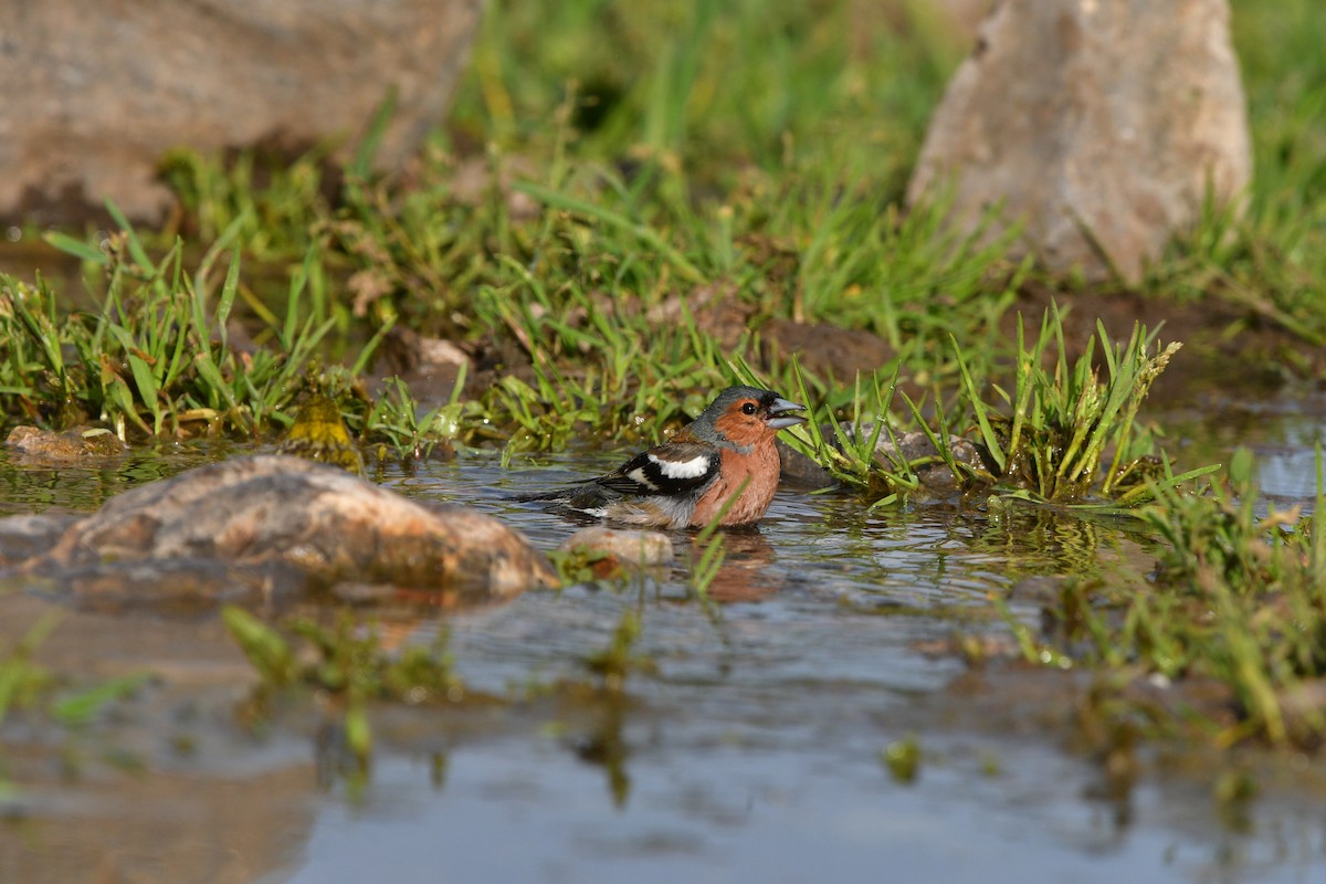 Дуулгат бужирга - ML639020780